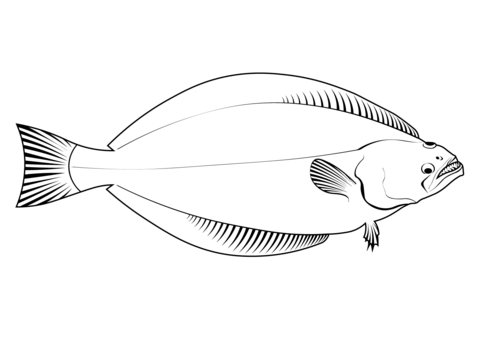 Greenland Halibut (Reinhardtius Hippoglossoides) Coloring Page